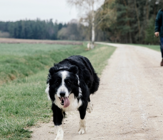 Schwarz-weißer Hund läuft fröhlich auf einem Feldweg