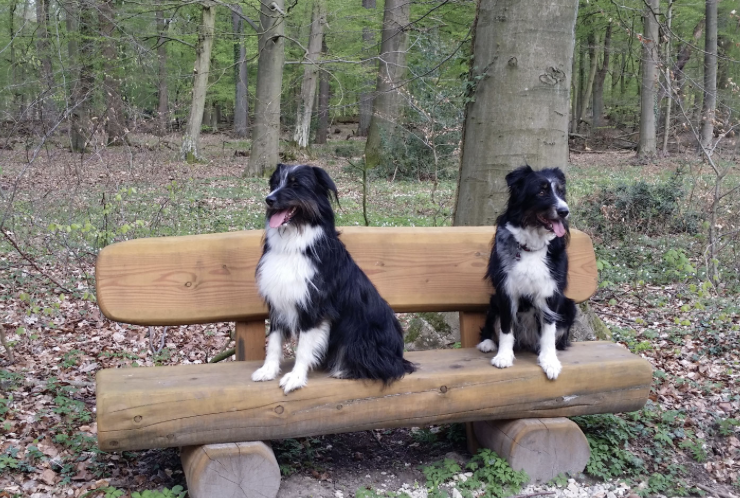 Zwei schwarz-weiße Hunde sitzen gemeinsam auf einer Bank im Wald