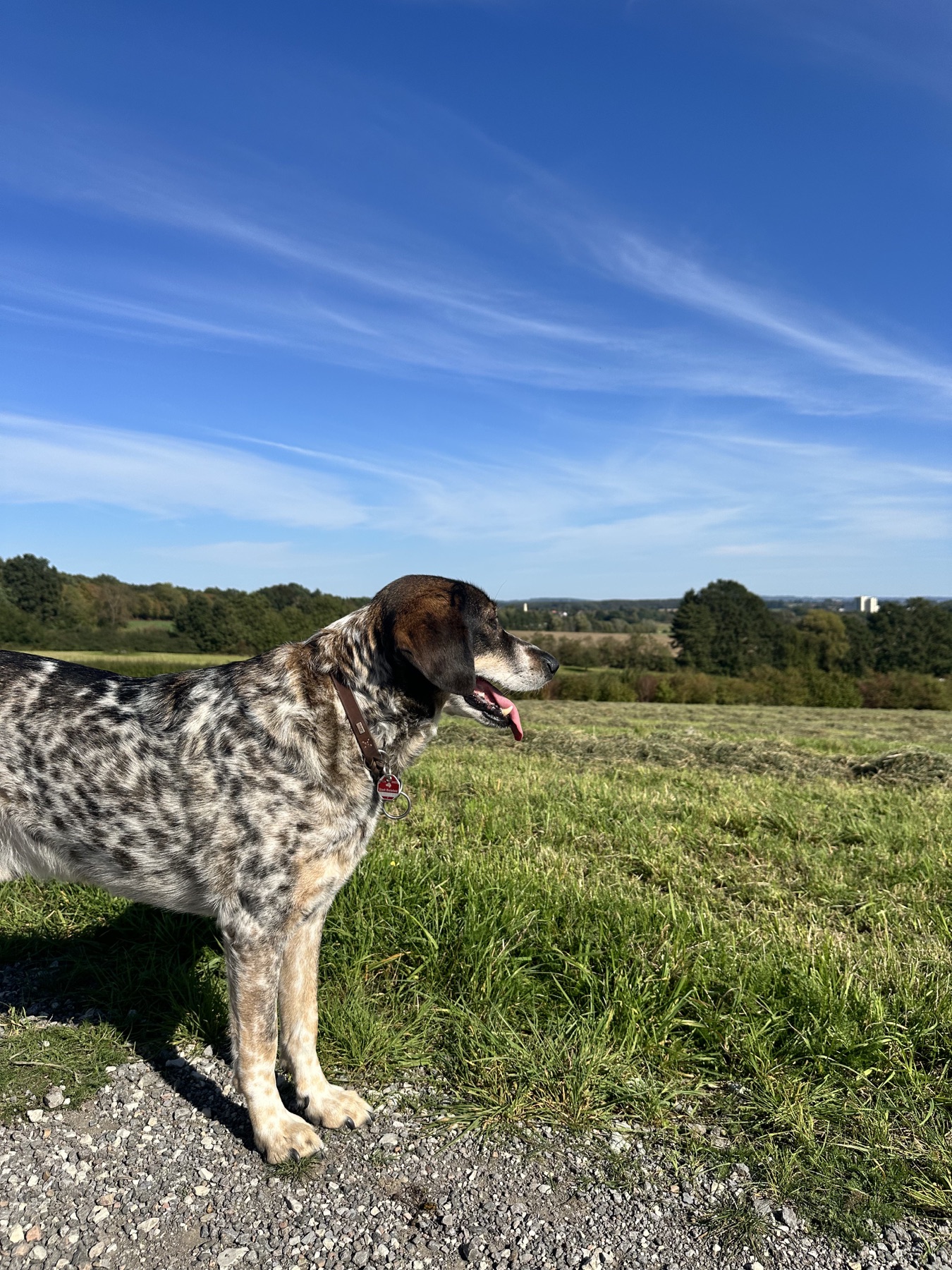 Hund steht auf einer Wiese und schaut in die Landschaft