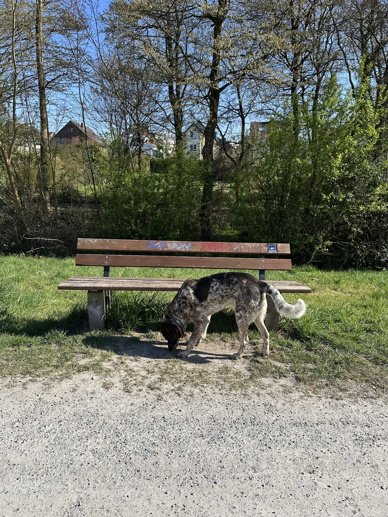 Hund schnuppert neben einer Parkbank im Grünen