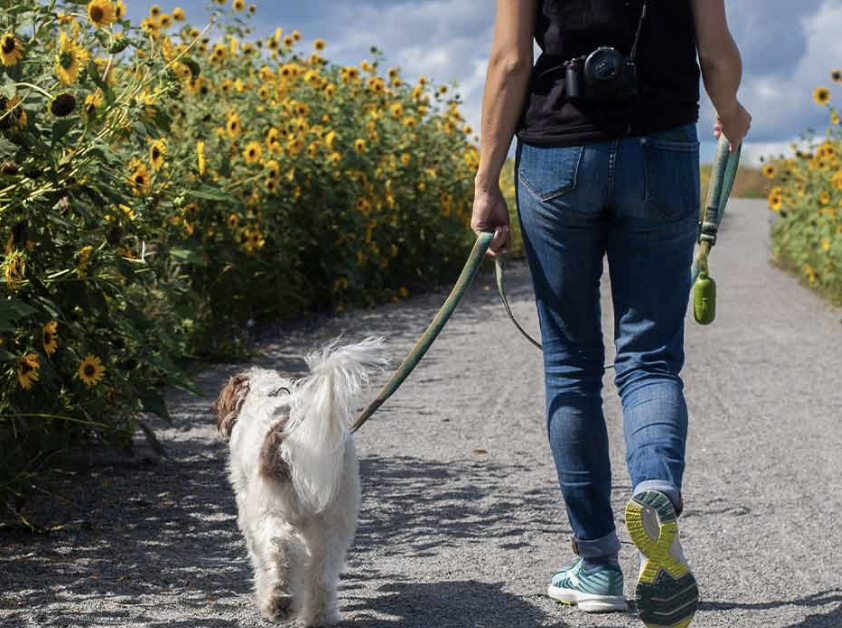 Person geht mit einem kleinen weißen Hund an Sonnenblumenfeldern entlang
